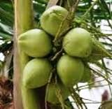 Young Coconut